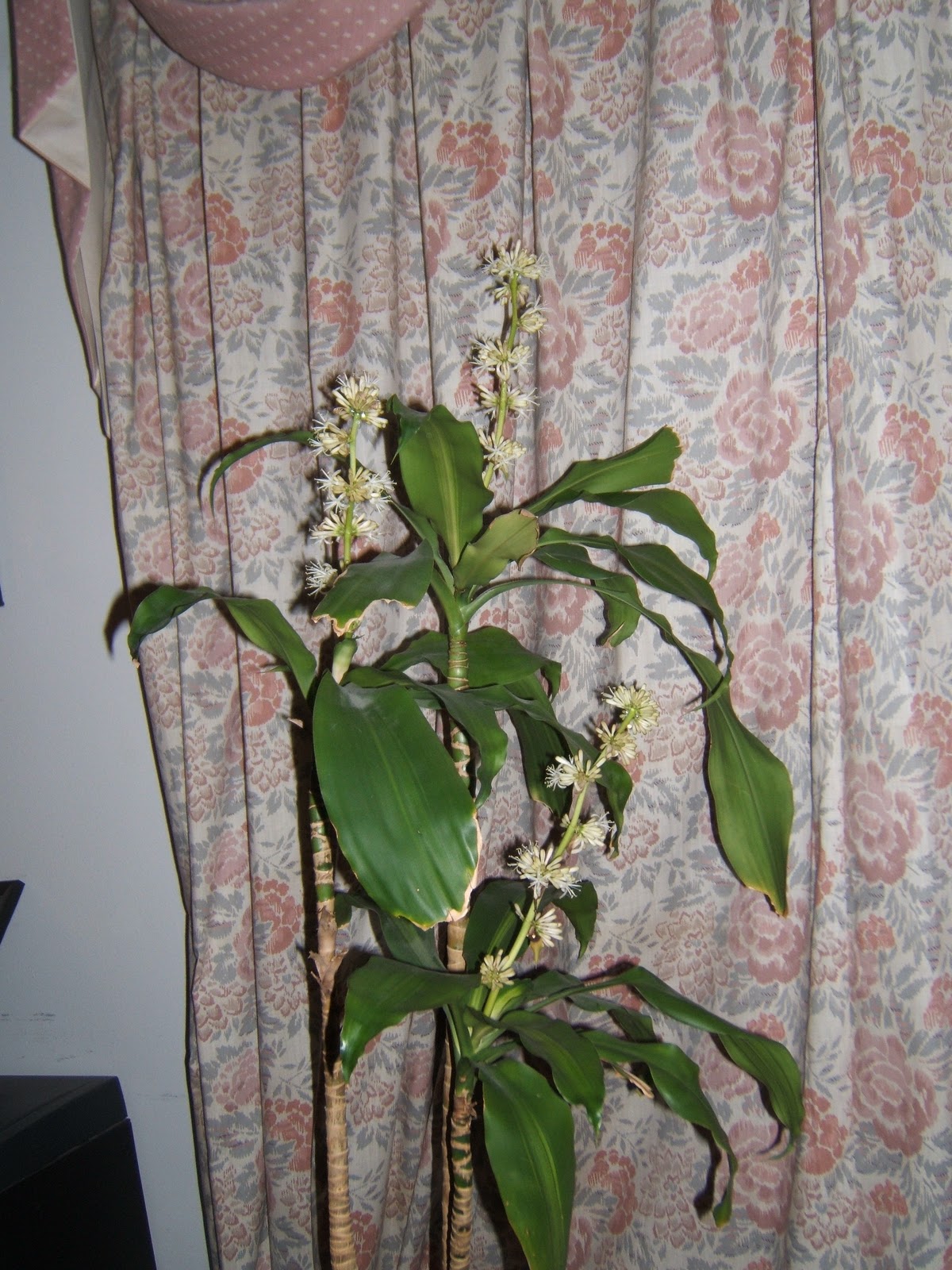 cornplant